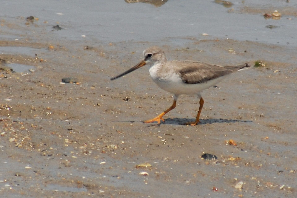 Terek Sandpiper (Xenus cinereus)